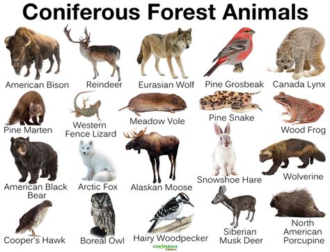 Coniferous Forest Animals: Discover Species of Evergreen Forests