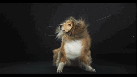 Mesmerizing High-Speed Dog Shaking GIFs - Business Insider