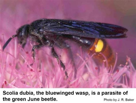 Blue-winged Wasp | NC State Extension Publications