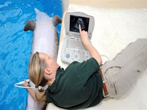 Ultrasound scan for pregnant dolphin