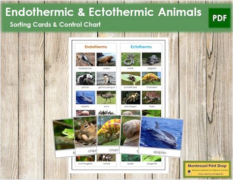 Endothermic and Ectothermic Animals Sorting Cards & Control | Etsy