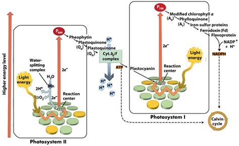 Photosystem I and Photosystem II | Teaching biology, Systems biology ...