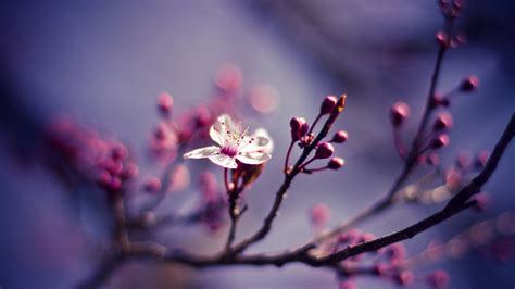 4K Flower Wallpapers - WallpaperSafari