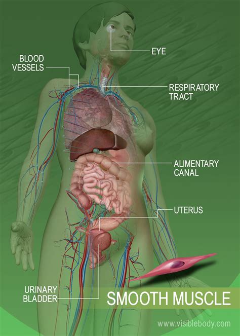 Muscle Tissue Types | Learn Muscular Anatomy