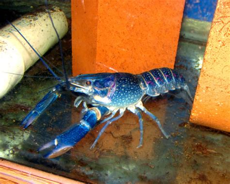 Electric Blue Pink Flash Crayfish (Breeding pair) Cherax ...