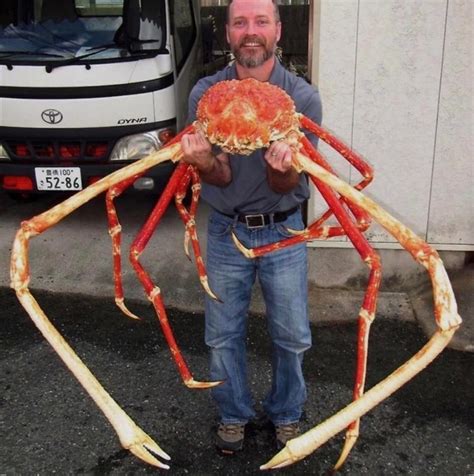 15 Gigantic Japanese Spider Crab Facts - Fact Animal