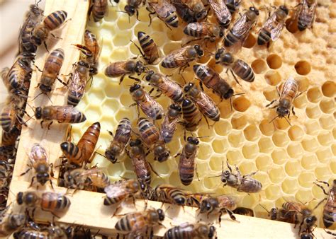 Busy as a bee: A look inside a honey bee hive | Mississippi State ...