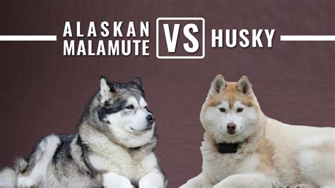 Malamute Size Compared To Husky