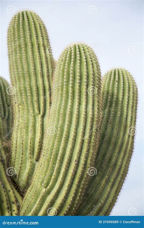 Saguaro Close-Up stock image. Image of desert, outdoors - 37690589