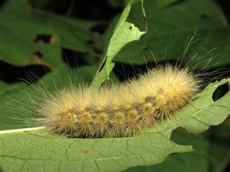 Fuzzy Caterpillar Poisonous