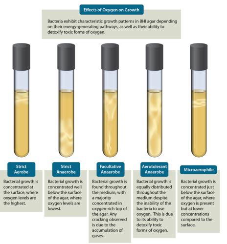 Micro Lab 8 Oxygen Requirements & Anaerobic culture Flashcards | Quizlet