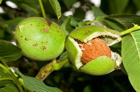 Walnut tree: growing, pruning & harvesting - Plantura