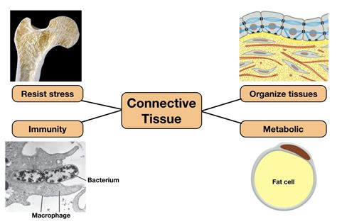 Connective Tissue Body Diagram