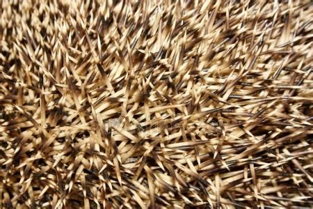 Hedgehog Spines — Stock Photo © GermanOsorio #13195869