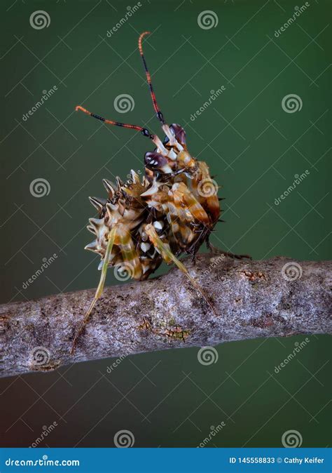 Spiny Flower Mantis stock image. Image of nature, spiny - 145558833