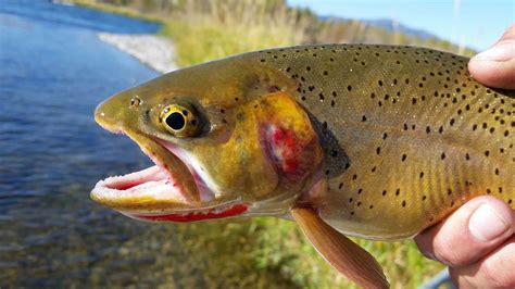 Yellowstone Cutthroat Trout Wyoming - Krebs Creek