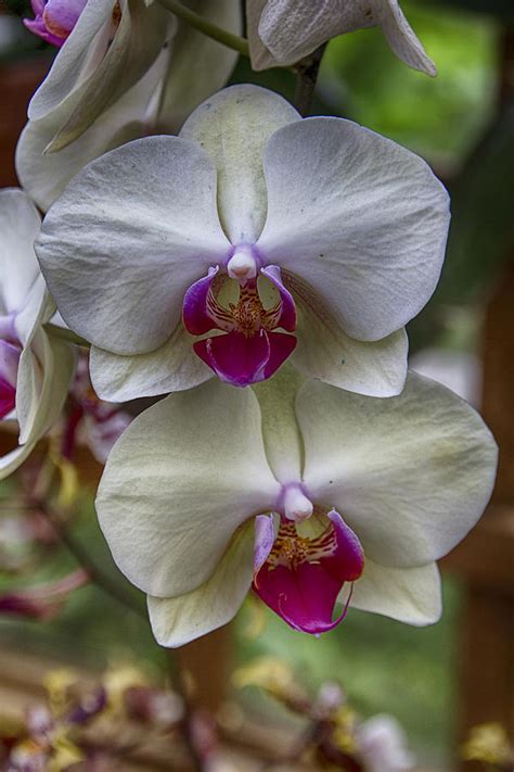 Atlanta Botanical Garden Orchids Photograph by Douglas Barnard | Fine ...