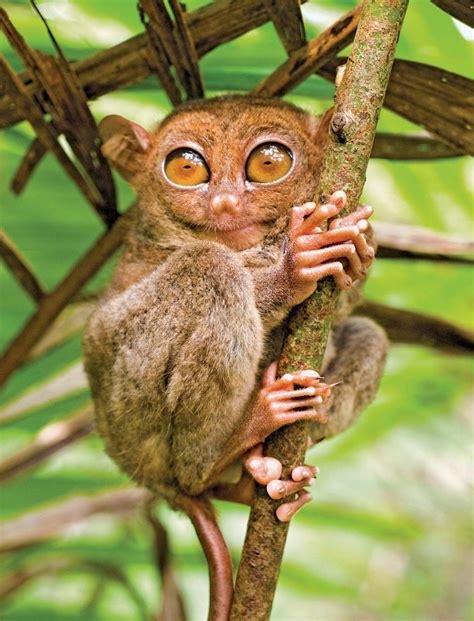 Tarsier | Description, Species, Habitat, & Facts | Britannica