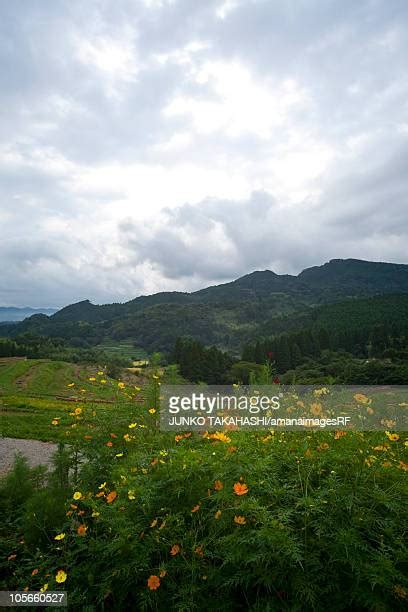 Oyama Senmaida Rice Terraces Photos and Premium High Res Pictures ...