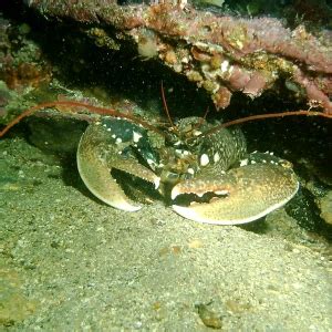 Homarus gammarus - Facts, Diet, Habitat & Pictures on Animalia.bio