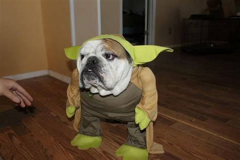 Bulldog Halloween | English bulldog, Bulldog, Dog costumes