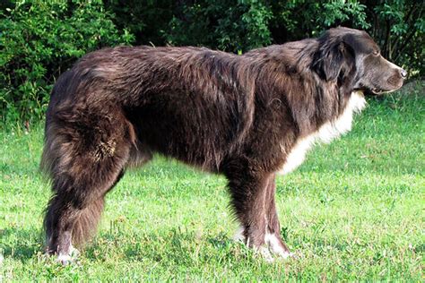 Black Great Pyrenees | Purebred Full Color Coat