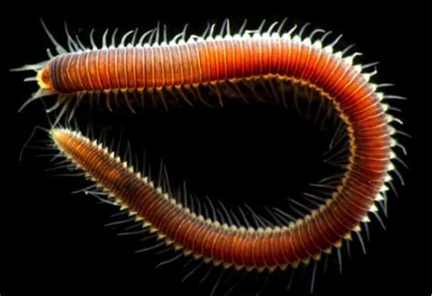 Phylum Annelida (Segmented worms) | Annelids, Earthworms, Worms