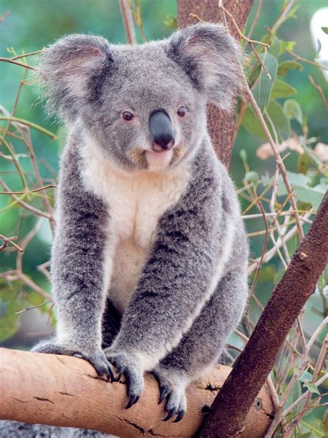 Koala Animal | Interesting Facts & Latest Pictures | All Wildlife ...