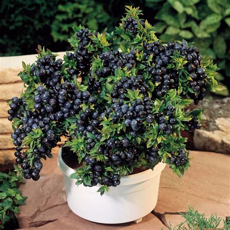 How To Grow Blueberries In Containers - Indoor Plant Care