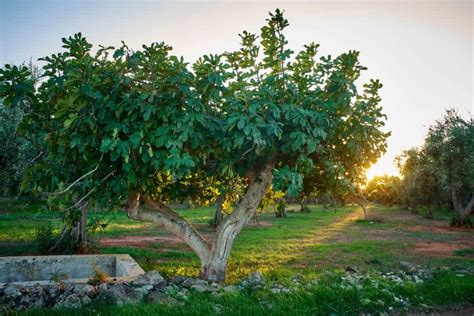 A Step-by-Step Guide To Planting And Growing Fig Trees, 06/03/2023