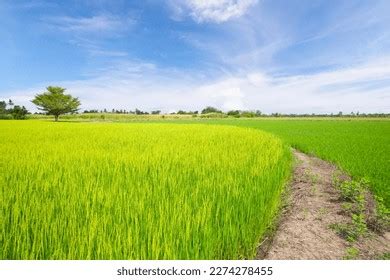 Green Rice Field Plantation Stock Photos and Pictures - 251,397 Images ...