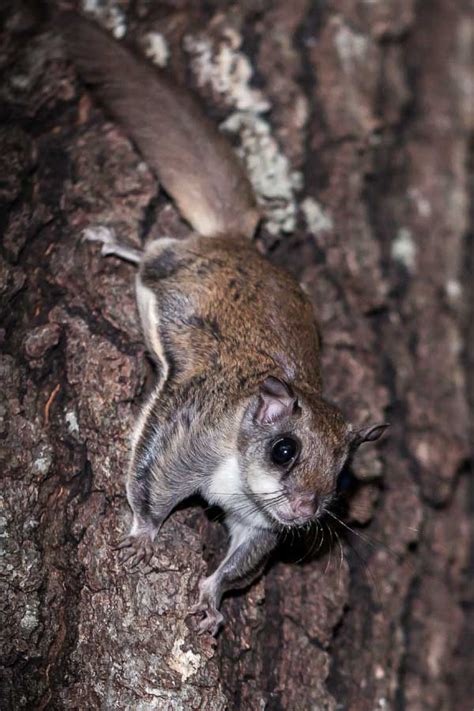 Flying Squirrels Facts: Meet The Gliding Rodents Of North America!