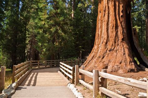 Best Hikes in Sequoia and Kings Canyon National Parks for Kids ...