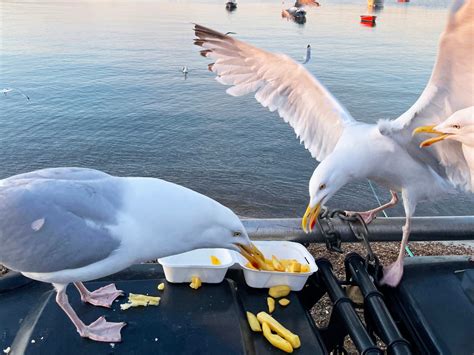 Why seagulls steal your food at the beach revealed | The Independent