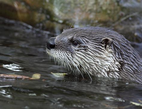 Spirit of the Spey Blog Page: The Beauty of Scotland's Wildlife on ...