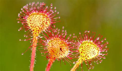 12 Unbelievable Facts About Sundew - Facts.net