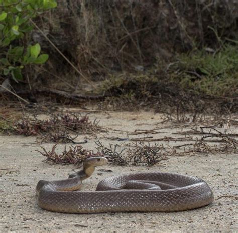 The Ten Most Venomous Snakes in Australia | Wildest