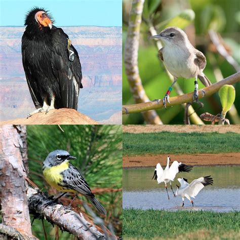 TreeHugger — 14 of North America’s most endangered birds