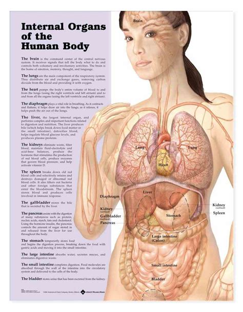 Human Anatomy Diagram Organs Female Back View