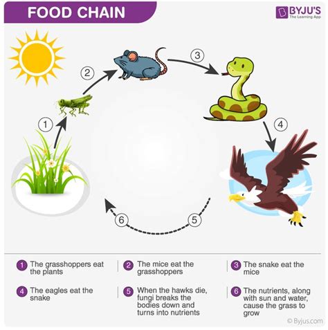 Food Chain | Food chain, Food web, Simple food chain