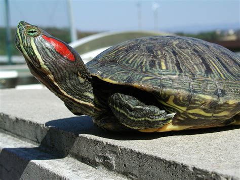 Alien red-ear sliders greatly outnumber Japan's own turtles | The Japan ...