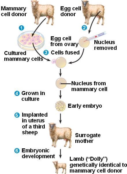 Cloning | SiOWfa15: Science in Our World: Certainty and Controversy