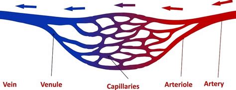 3 Types of Capillaries (Plus Interesting Facts) – Nayturr