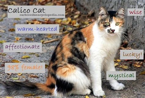 The Calico Cat - Cat Breeds Encyclopedia | Calico cat, Calico cat facts ...