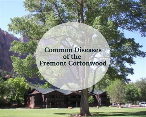 Common Diseases of the Fremont Cottonwood Tree | Gardenologist