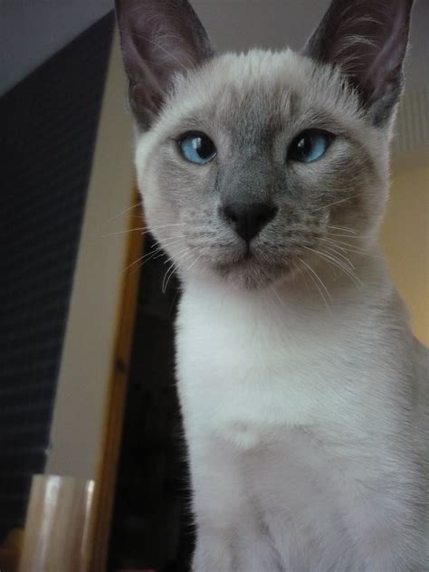 My blue point siamese cat - TOM when he was a baby :) | Cats and ...