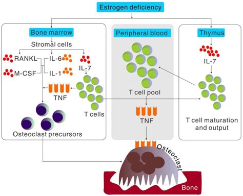 Cytokine regulation of osteoclast formation induced by estrogen ...