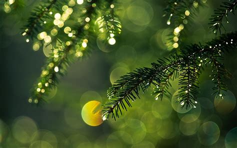 nature, Bokeh, Pine Trees, Leaves Wallpapers HD / Desktop and Mobile ...