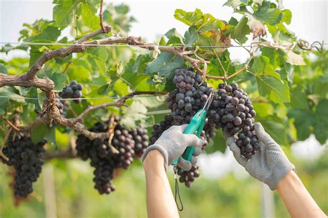 The grape harvest - the first phase of the wine making process