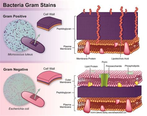 Image result for gram positive vs gram negative | Microbiology study ...